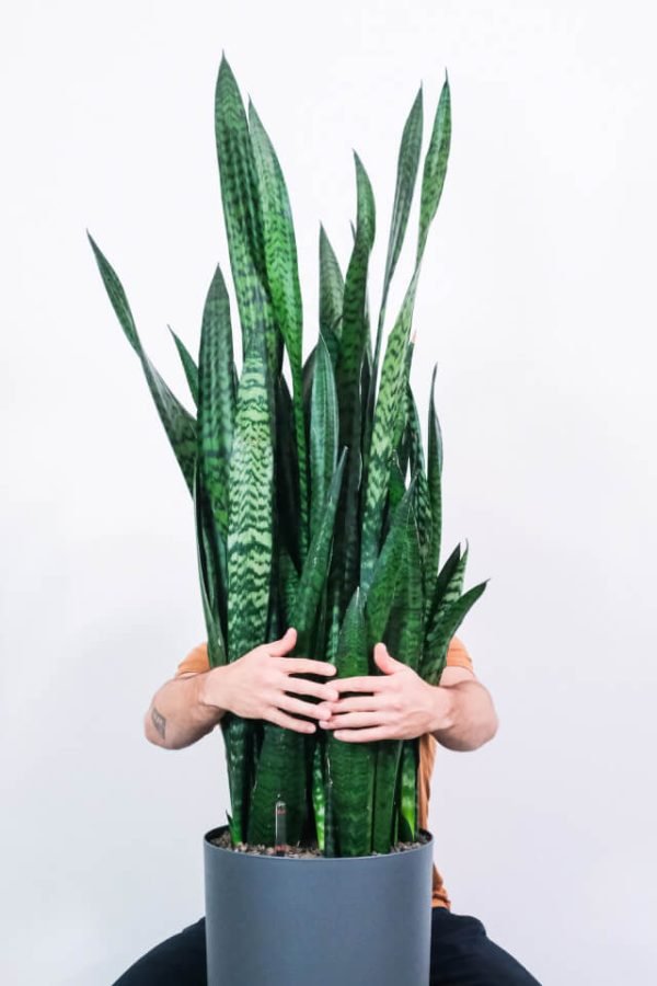 Sansevieria Laurentii - Imagen 2